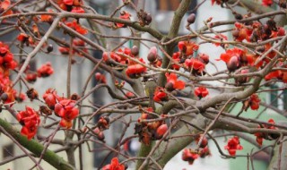 木棉花和土茯苓的功效与作用 木棉花土茯苓汤的功效