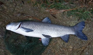 四大家鱼如何养殖 四大家鱼养殖前景如何