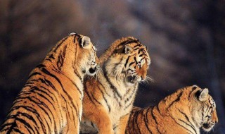 老虎一生生几胎?一胎生几只? 老虎一生生几胎?一胎生几只崽
