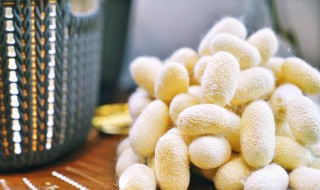 桑蚕什么季节才有 桑蚕什么季节才有卖