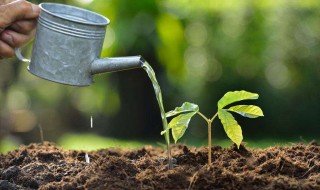 植物为什么要浇水 植物为什么要浇水施肥松土