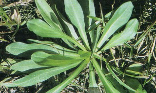 什么叫植物形态（什么叫植物形态结构）