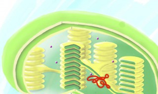 叶绿体的基粒有什么作用（叶绿体中的基粒）