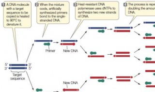 pcr引物是什么 pcr引物是什么RNA