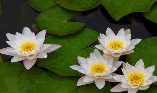 睡莲是什么传播方法（睡莲是什么传播方式）