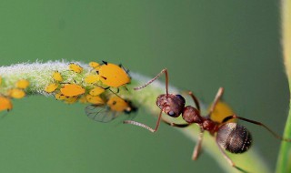 土壤里有蚂蚁种花行不行 土里面有蚂蚁可以种绿植物吗