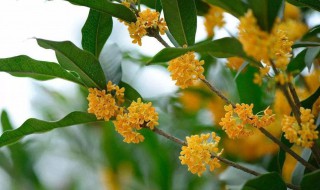 桂花树的花有什么功效与作用 桂花树的花有什么功效与作用呢