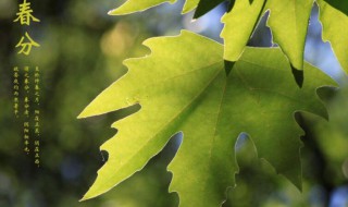 春分节气的特点简介 24节气每个节气的特点和风俗