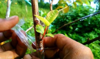 果树嫁接芽接法（果树嫁接的新芽怎样养护）