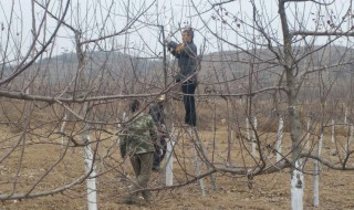 苹果四月份管理方法（苹果四月份管理要点包括）