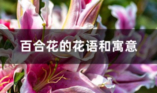 百合花的花语和寓意 百合花的花语