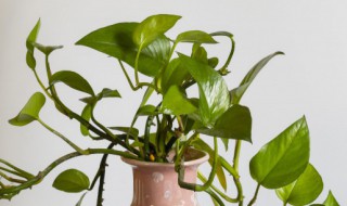 绿萝生根方法(绿萝生根方法视频)