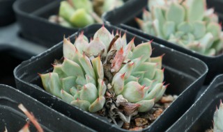 多肉插叶繁殖方法(多肉插叶繁殖方法图片)