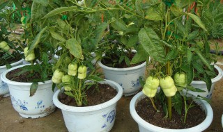 人参果树盆栽的方法 人参果树盆栽的方法图解