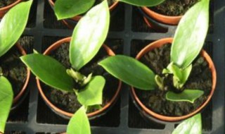 金钱树叶插繁殖方法（金钱树叶插的方法）