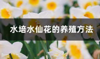 水仙水培方法（水仙花水培法）