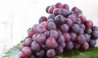 葡萄插枝方法（葡萄插枝方法时间）