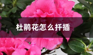 杜鹃花插枝方法（杜鹃花插枝方法视频）