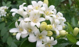 夜来香的繁殖方法（夜来香的繁殖方法有什么）