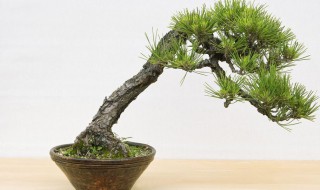 黑松的繁殖方法（黑松如何繁殖）