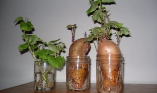 红薯盆栽水培方法 红薯盆栽水培方法图解