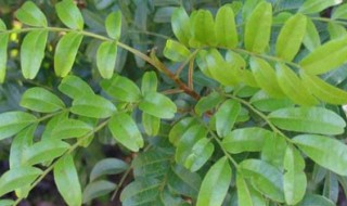 紫油木叶繁殖方法 紫油木叶繁殖方法图解