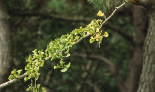 银杏树繁殖方法 银杏树繁殖方法图解