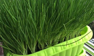 盆栽葱的种植方法（盆栽葱的种植方法和时间）