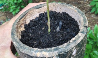 强力生根粉使用方法 强力生根粉使用方法视频