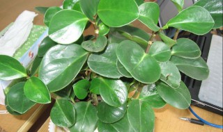 电脑宝贝的繁殖方法（电脑宝贝的养殖方法）