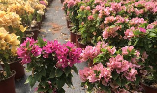 重瓣三角梅的繁殖方法 三角梅繁殖技术