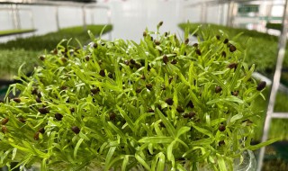 水培芽苗菜种植方法 水培芽苗菜种植方法温度