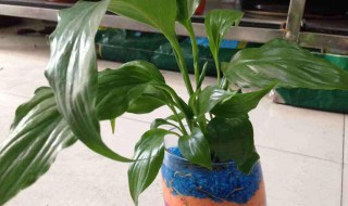 白掌水培方法(白掌水培方法及图片)