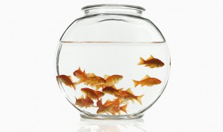 珍珠鼠鱼繁殖方法 珍珠鼠怎么繁殖