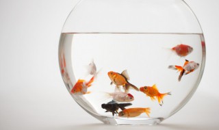 鼠鱼繁殖方法介绍 鼠鱼繁殖方法介绍图片