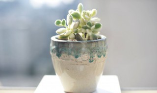 简单盆栽制作方法 简单盆栽制作方法视频