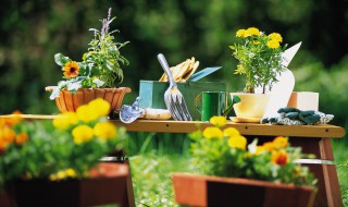 蕙兰艺草促艺方法 蕙兰艺草怎么养护