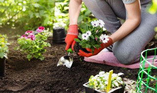 紫藤插枝种植方法（紫藤怎么插枝）