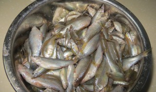 麦穗鱼怎么做好吃 麦穗鱼怎么做好吃?