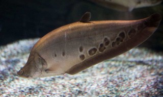 七星鱼怎么做才好吃（七星鱼市场卖多少钱一斤）