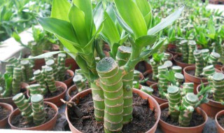 富贵竹栽培繁殖方法（富贵竹怎样繁殖）