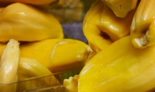 菠萝蜜的核水培方法（菠萝蜜核水培方法与温度）