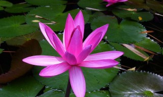 大睡莲的种植方法水培 大睡莲的种植方法水培还是土培