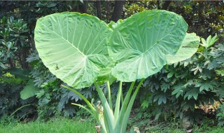 滴水观音截杆生根方法 滴水观音根杆空了