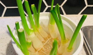 水培香葱的种植方法 水培香葱的种植方法视频