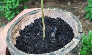 生根粉的使用方法种子