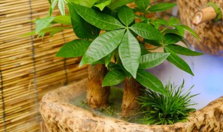 发财树的插枝方法 发财树如何插枝