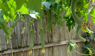 丝瓜盆栽种植方法 丝瓜盆栽种植方法图解