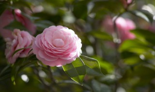 茶花的繁殖方法 茶花繁殖方法和注意事项