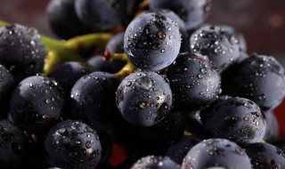 葡萄树插枝种植方法（葡萄树插枝种植方法和技术）